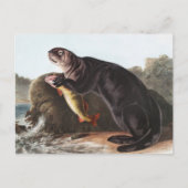 Zee Otter (Enhydra marina) Illustratie Briefkaart (Voorkant)