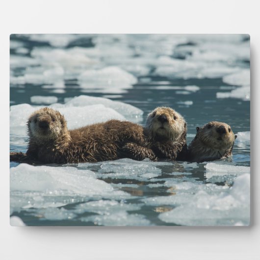 Zee Otter Fotoplaat (Voorkant)