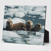 Zee Otter Fotoplaat (Zijkant)