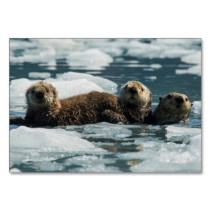 Zee Otter Kaart