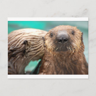 Zee otter liefde briefkaart