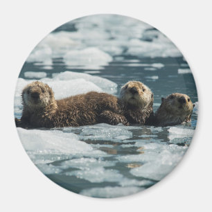 Zee Otter Magneet