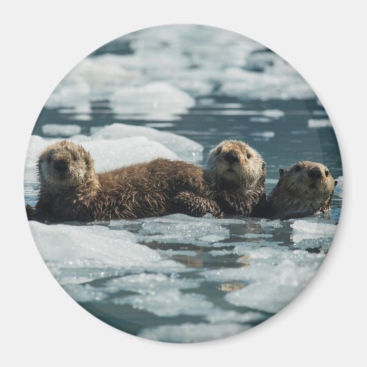 Zee Otter Magneet (Voorkant)