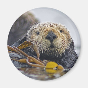Zee Otter Magnet