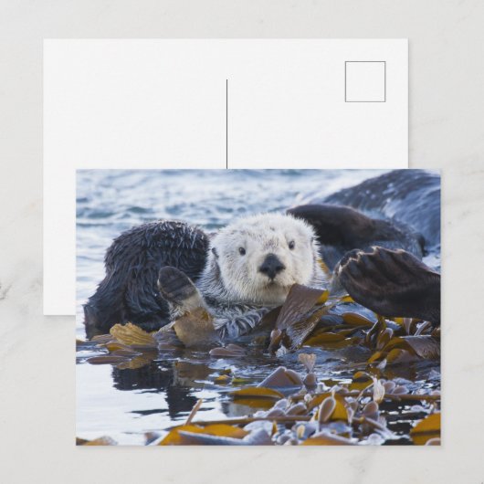 Zee otter omwikkeld in kelp briefkaart (Voorkant / Achterkant)