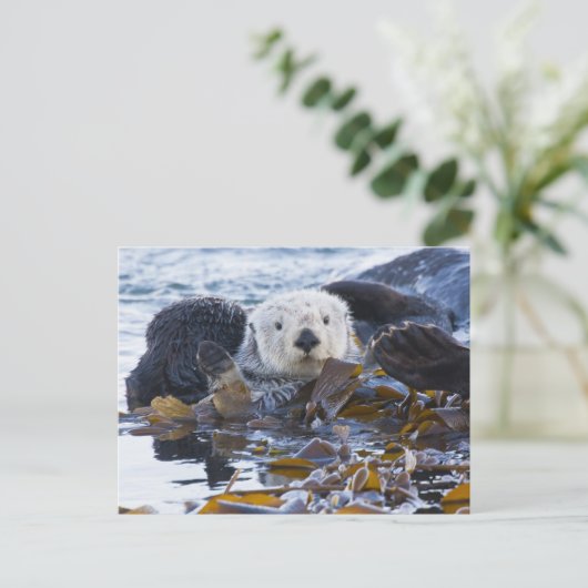Zee otter omwikkeld in kelp briefkaart (Staand voorkant)