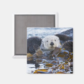 Zee otter omwikkeld in kelp magneet (Voorkant / Achterkant)