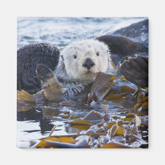 Zee otter omwikkeld in kelp magneet (Voorkant)