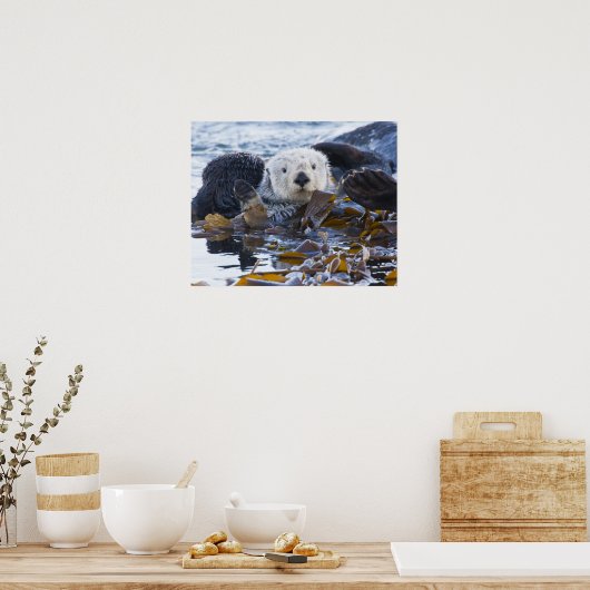 Zee otter omwikkeld in kelp poster (Keuken)
