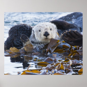 Zee otter omwikkeld in kelp poster