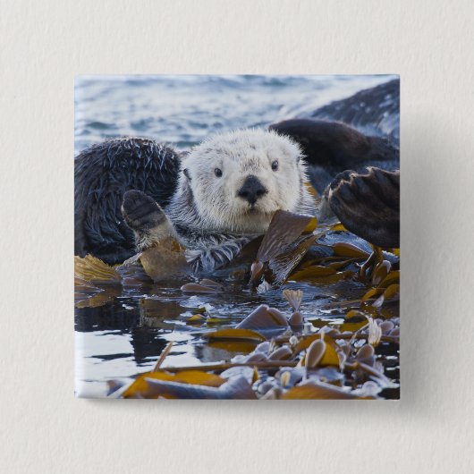 Zee otter omwikkeld in kelp vierkante button 5,1 cm (Voorkant)