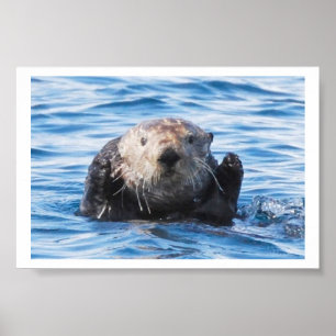 Zee Otter Poster