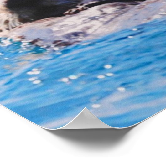 Zee Otter Poster (Hoek)