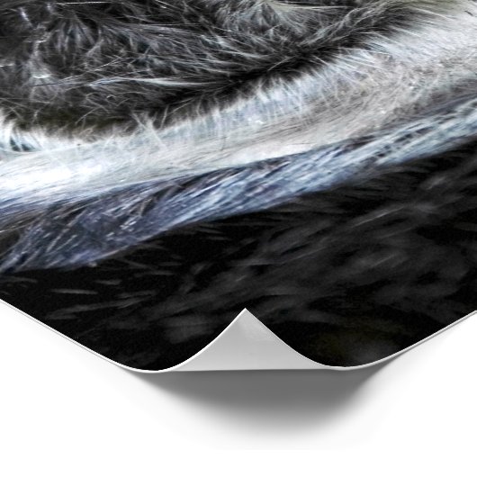 Zee Otter Poster (Hoek)