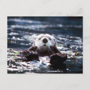 Zee Otter Swimming Briefkaart