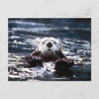 Zee Otter Swimming Briefkaart