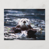 Zee Otter Swimming Briefkaart (Voorkant)