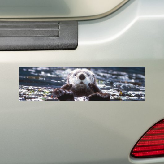 Zee Otter Swimming Bumpersticker (Op auto)