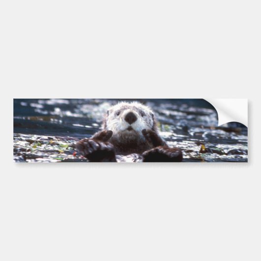 Zee Otter Swimming Bumpersticker (Voorkant)