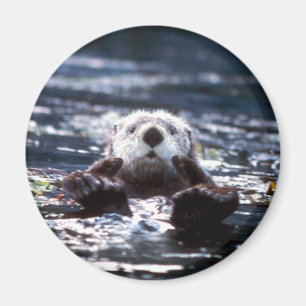 Zee Otter Swimming Magneet