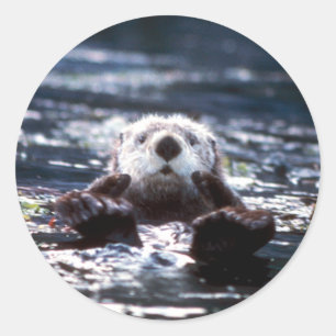 Zee Otter Swimming Ronde Sticker