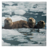 Zee Otter Tegeltje (Voorkant)