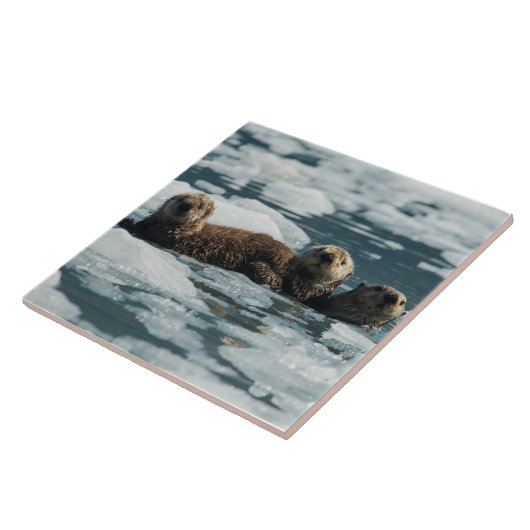 Zee Otter Tegeltje (Zijkant)