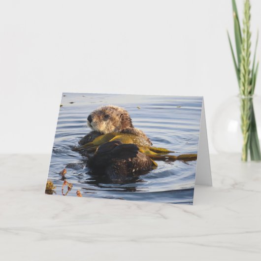 Zee Otter verpakt in Kelp Kaart (Voorkant)