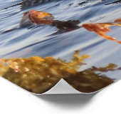 Zee Otter verpakt in Kelp Poster (Hoek)