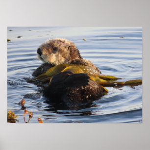 Zee Otter verpakt in Kelp Poster