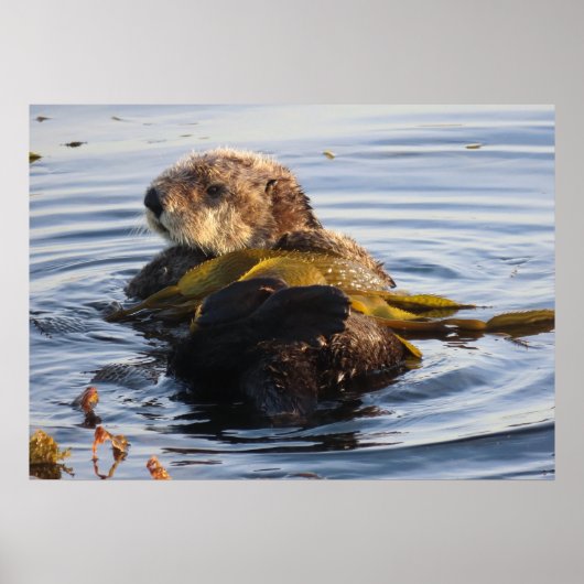 Zee Otter verpakt in Kelp Poster (Voorkant)