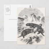  Zee Otters 1800s Otter Illustratie Briefkaart (Voorkant / Achterkant)