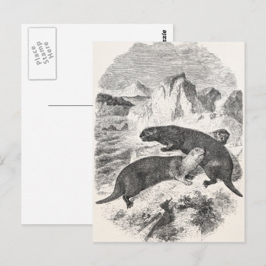  Zee Otters 1800s Otter Illustratie Briefkaart (Voorkant / Achterkant)