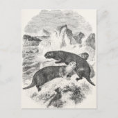  Zee Otters 1800s Otter Illustratie Briefkaart (Voorkant)