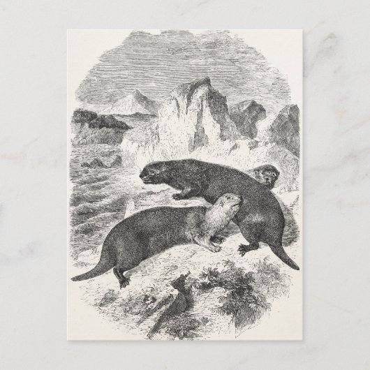  Zee Otters 1800s Otter Illustratie Briefkaart (Voorkant)
