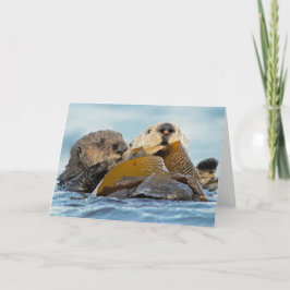 Zee Otters bij Morro Bay Kaart