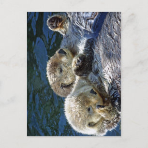Zee-otters Briefkaart