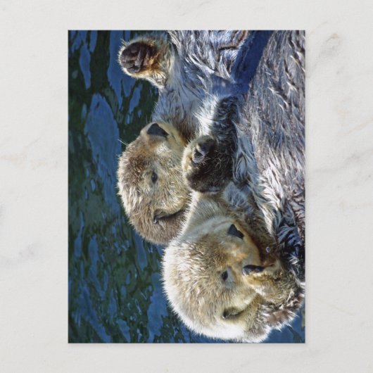 Zee-otters Briefkaart (Voorkant)