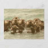 Zee Otters Briefkaart (Voorkant)