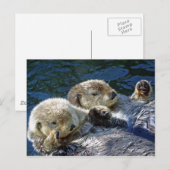 Zee-otters Briefkaart (Voorkant / Achterkant)