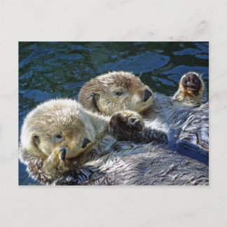 Zee-otters Briefkaart