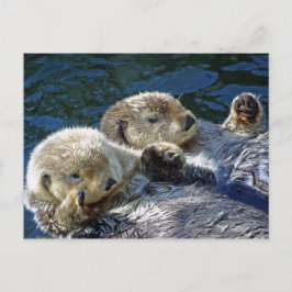 Zee-otters Briefkaart