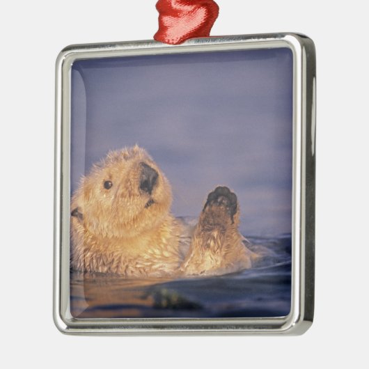 Zee Otters, Enhydra lutris 2 Metalen Ornament (Links)