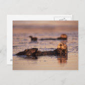 Zee Otters, Enhydra lutris 3 Briefkaart (Voorkant / Achterkant)