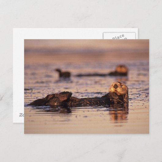 Zee Otters, Enhydra lutris 3 Briefkaart (Voorkant / Achterkant)