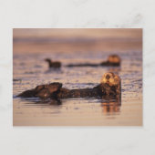 Zee Otters, Enhydra lutris 3 Briefkaart (Voorkant)