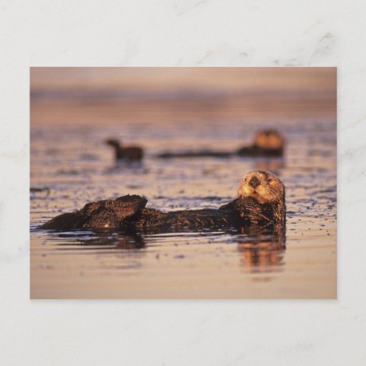 Zee Otters, Enhydra lutris 3 Briefkaart (Voorkant)