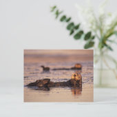 Zee Otters, Enhydra lutris 3 Briefkaart (Staand voorkant)