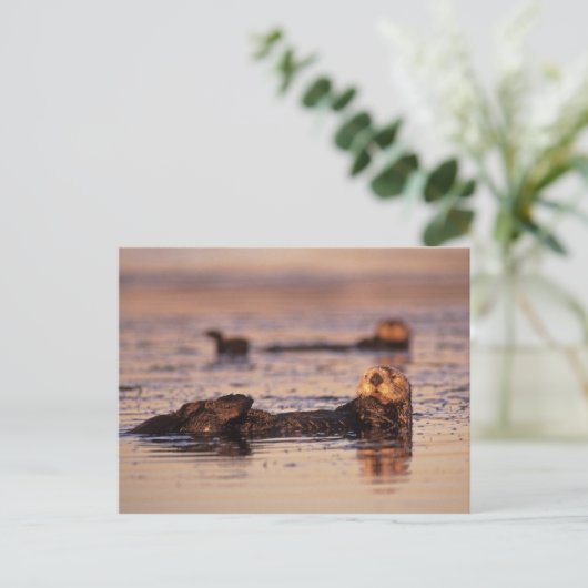 Zee Otters, Enhydra lutris 3 Briefkaart (Staand voorkant)