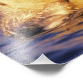 Zee Otters, Enhydra lutris 3 Foto Afdruk (Hoek)